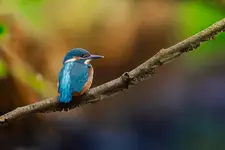Zimorodek