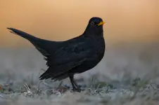 Turdus merula