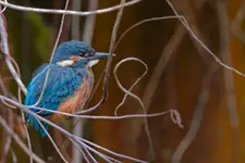 Niebiesko-Pomarańczowy Skarb w Gąszczu 💙🧡