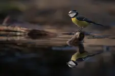 Lustereczko, powiedz przecie...