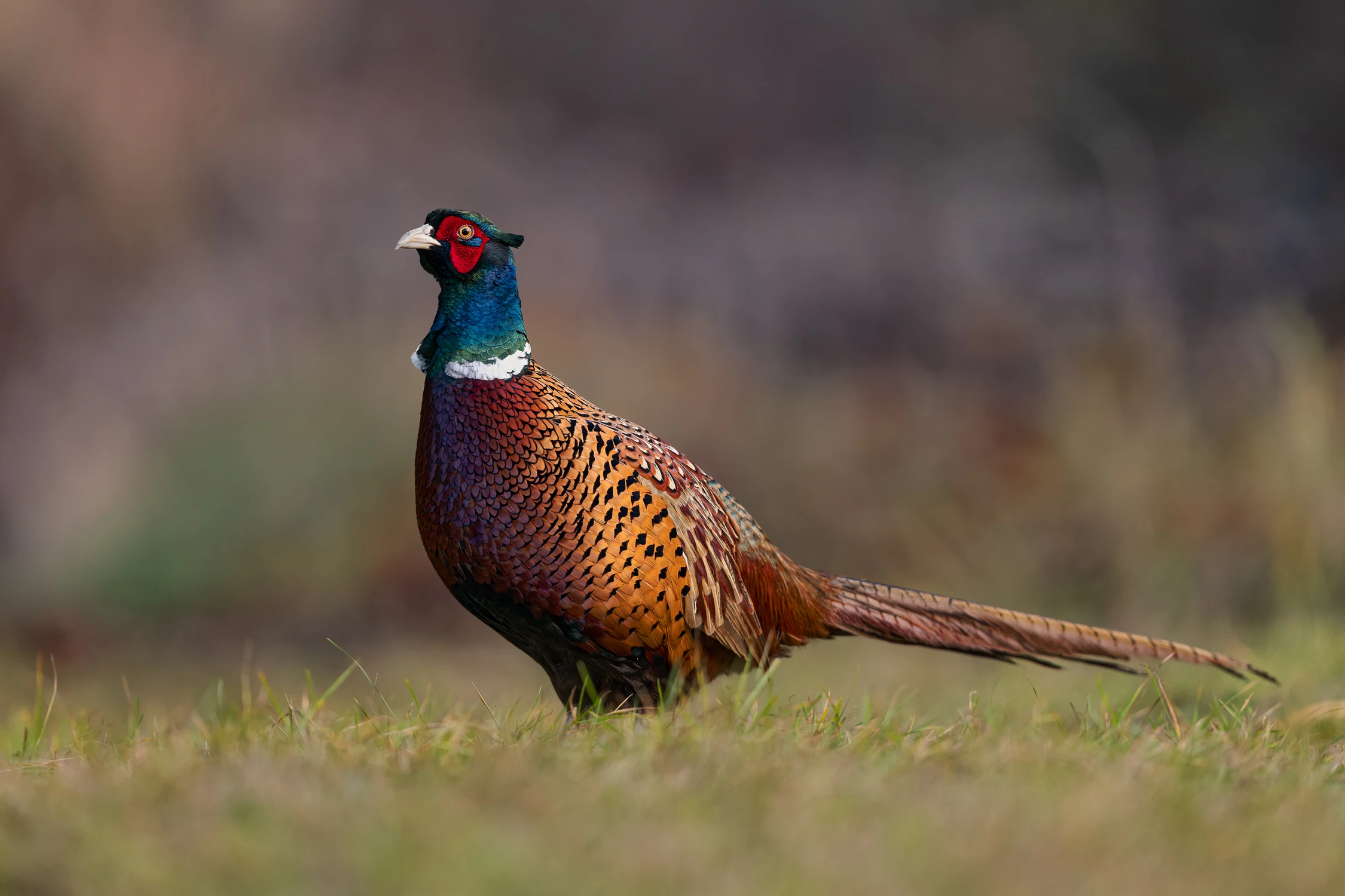  📸 Portret króla pól 👑