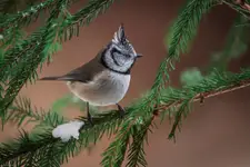 Czubatka, czyli leśne ADHD