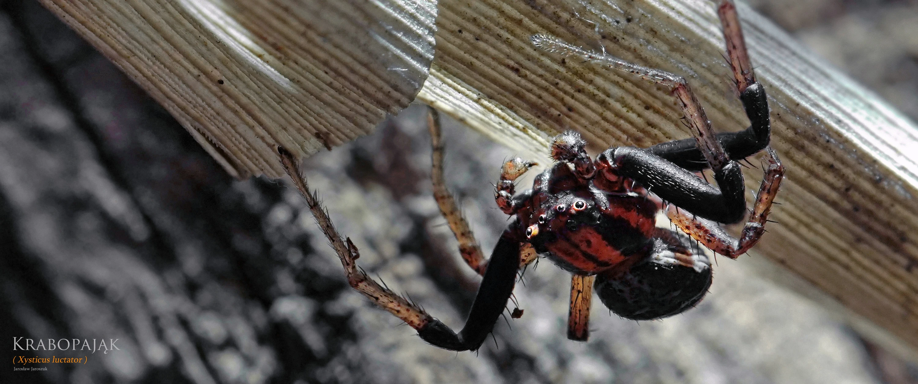KARAPAKS CIEMNOBRĄZOWY 