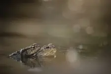 W uścisku wiosny 