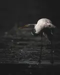 Low key Heron 