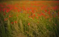 Klasyk makowy