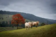 Krówki i czerwone drzewko...