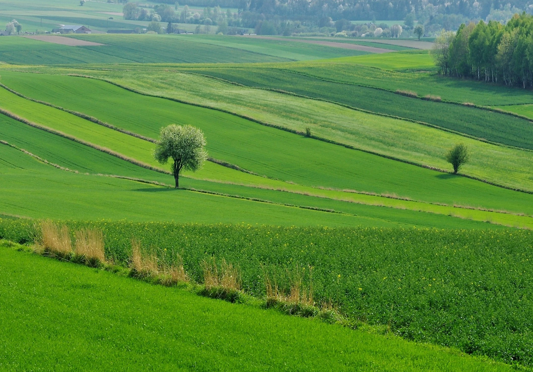 Wiosna
