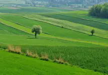 Wiosna