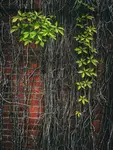Natura i architektura 