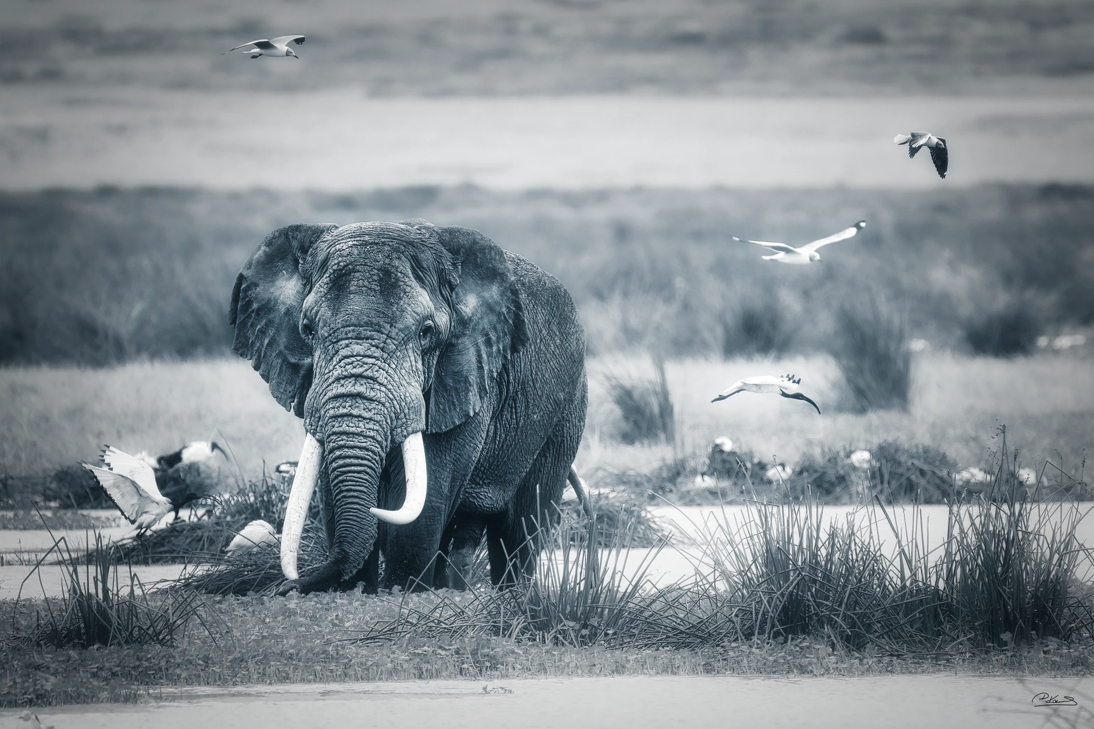 Afrykańskie Opowieści - Pan Ngorongoro
