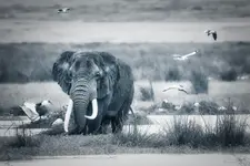 Afrykańskie Opowieści - Pan Ngorongoro