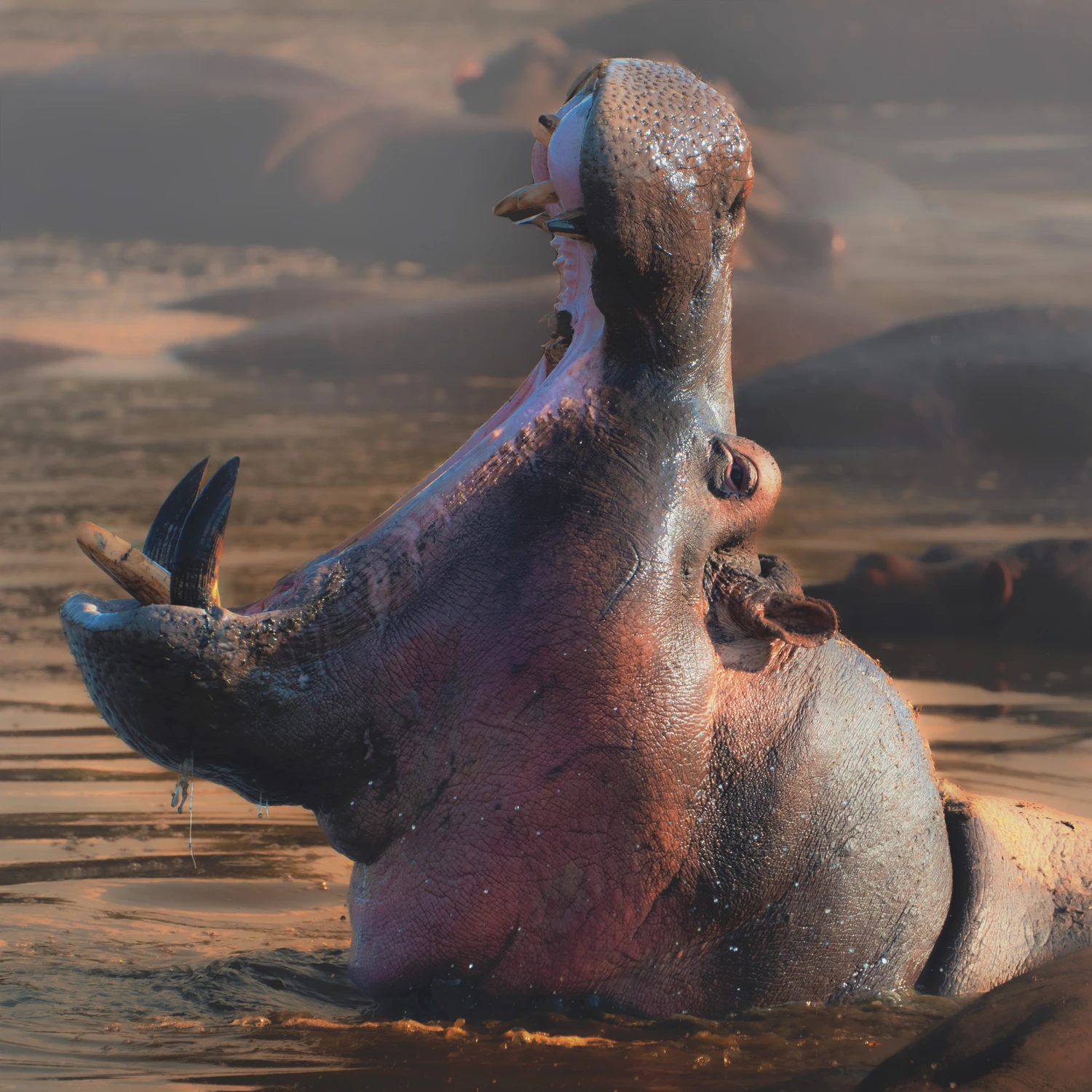 Afrykańskie opowieści -Mój ten kawałek "podłogi"