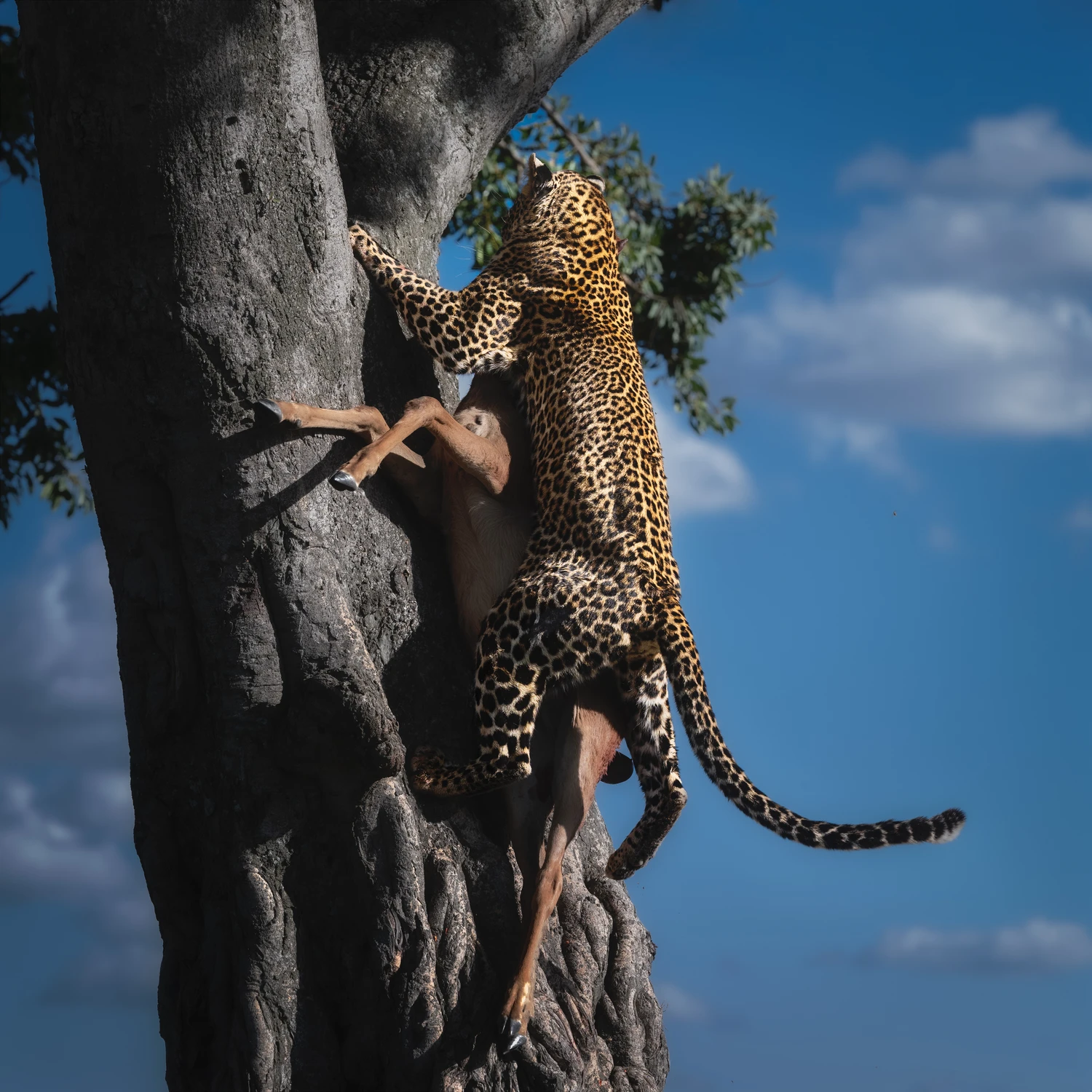 Afrykańskie równiny - Lampart