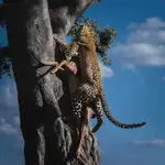 Afrykańskie równiny - Lampart