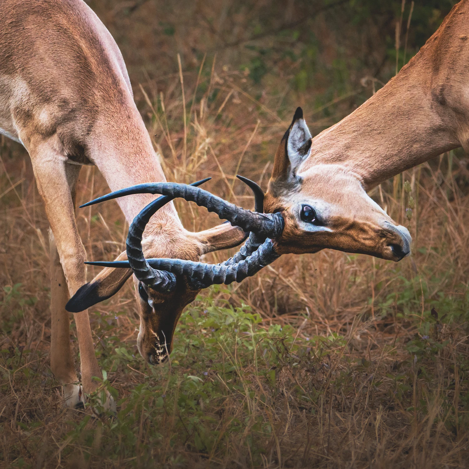 Afrykańskie równiny - potyczka