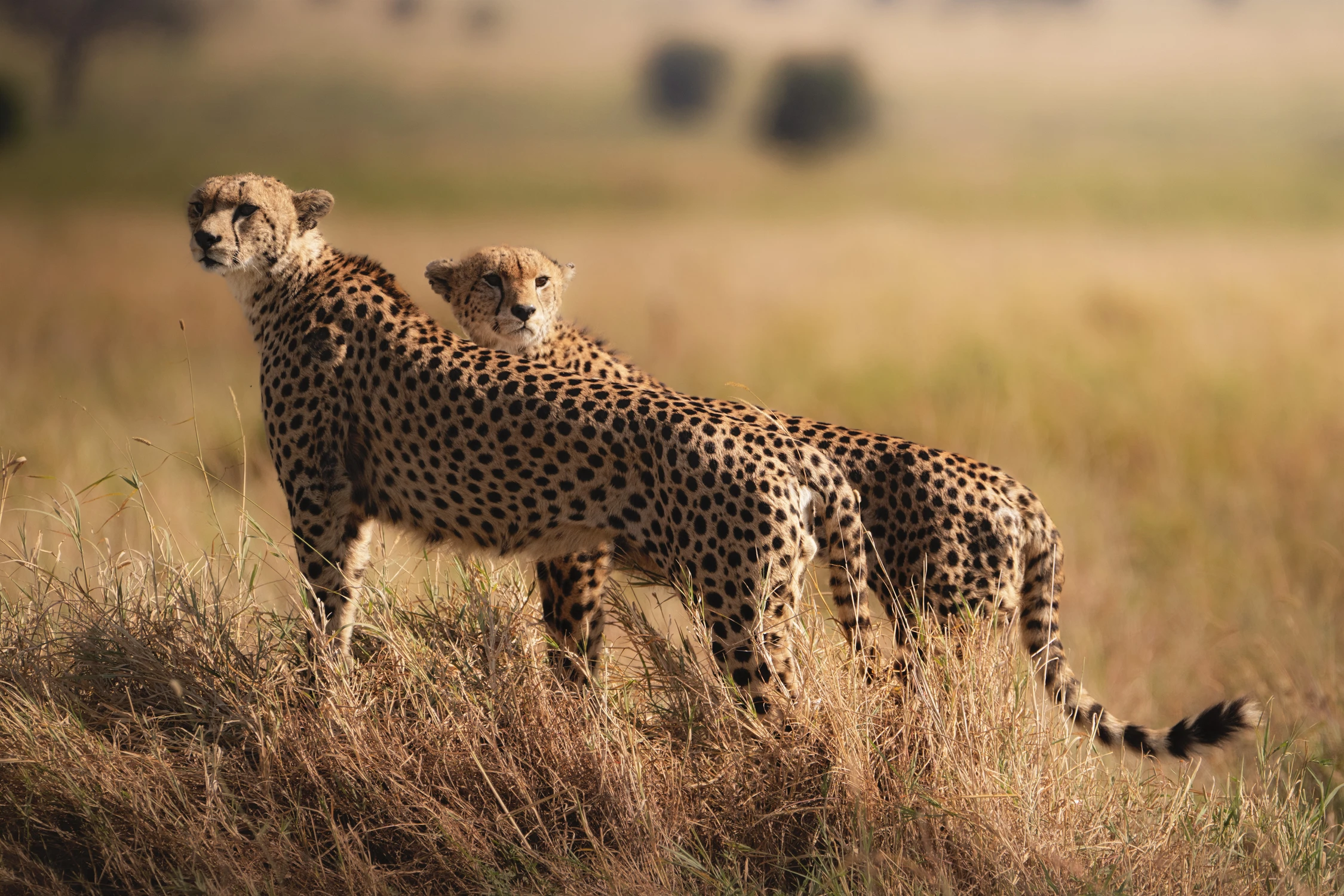 Afrykańskie równiny - Gepardy dwa