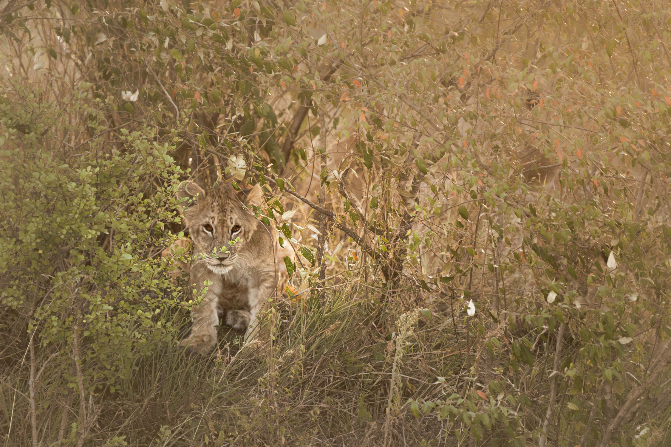 Afrykańskie równiny- A kuku