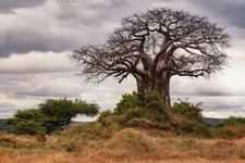 Afrykańskie opowieści - Baobab
