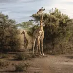 Afrykańskie równiny - w Masai Marze