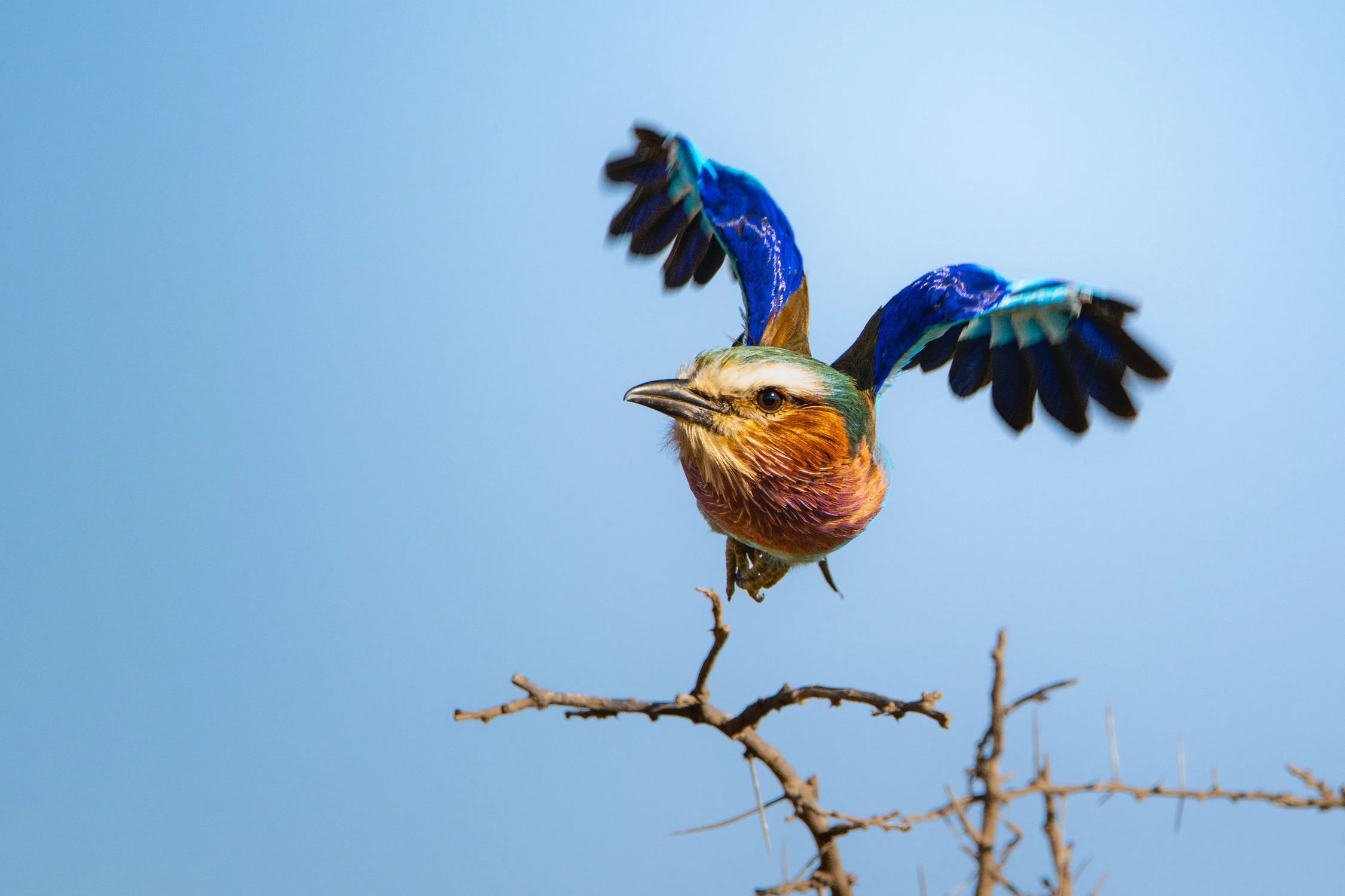 Afrykańskie równiny -Kraska