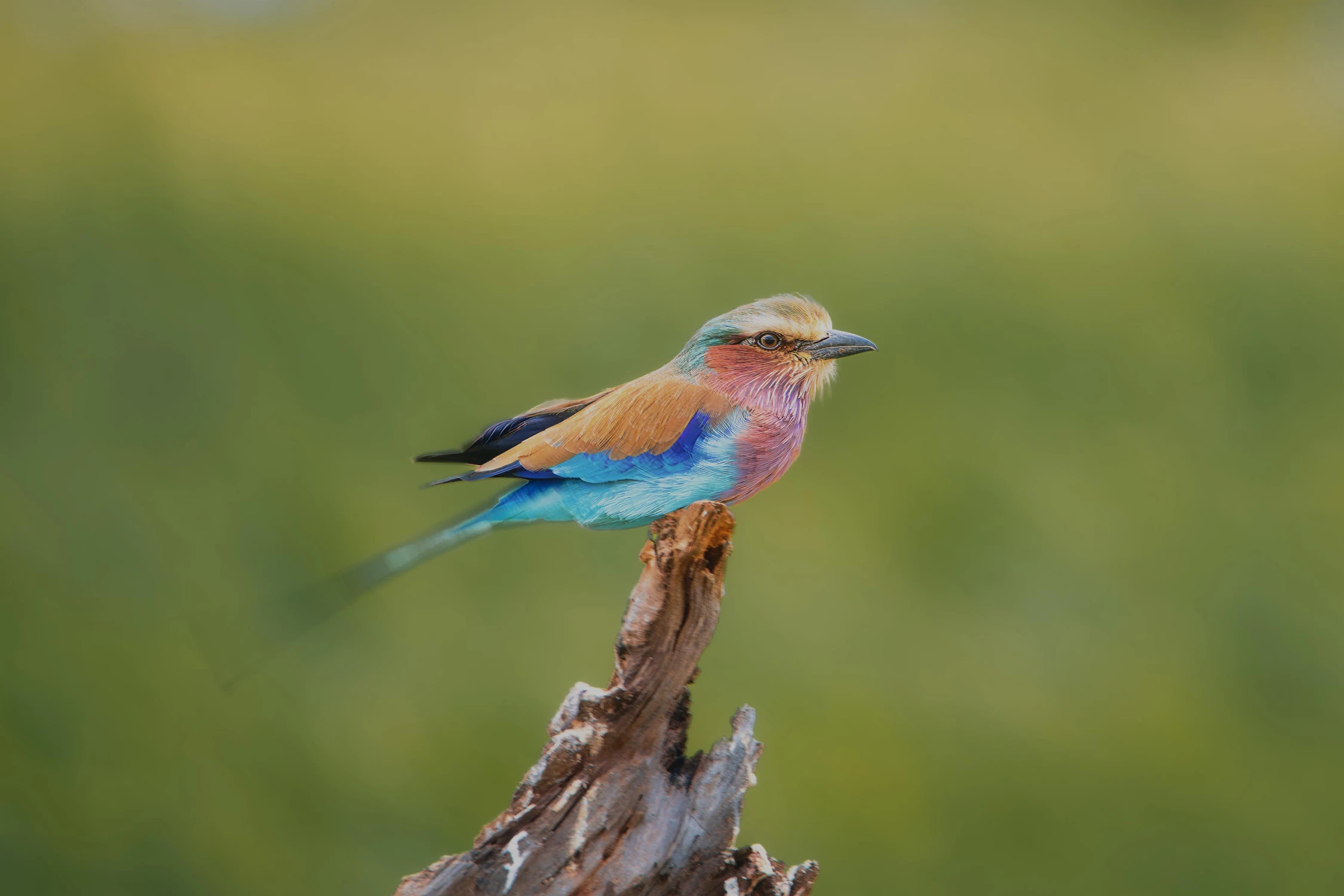 Afrykańskie równiny -Kraska