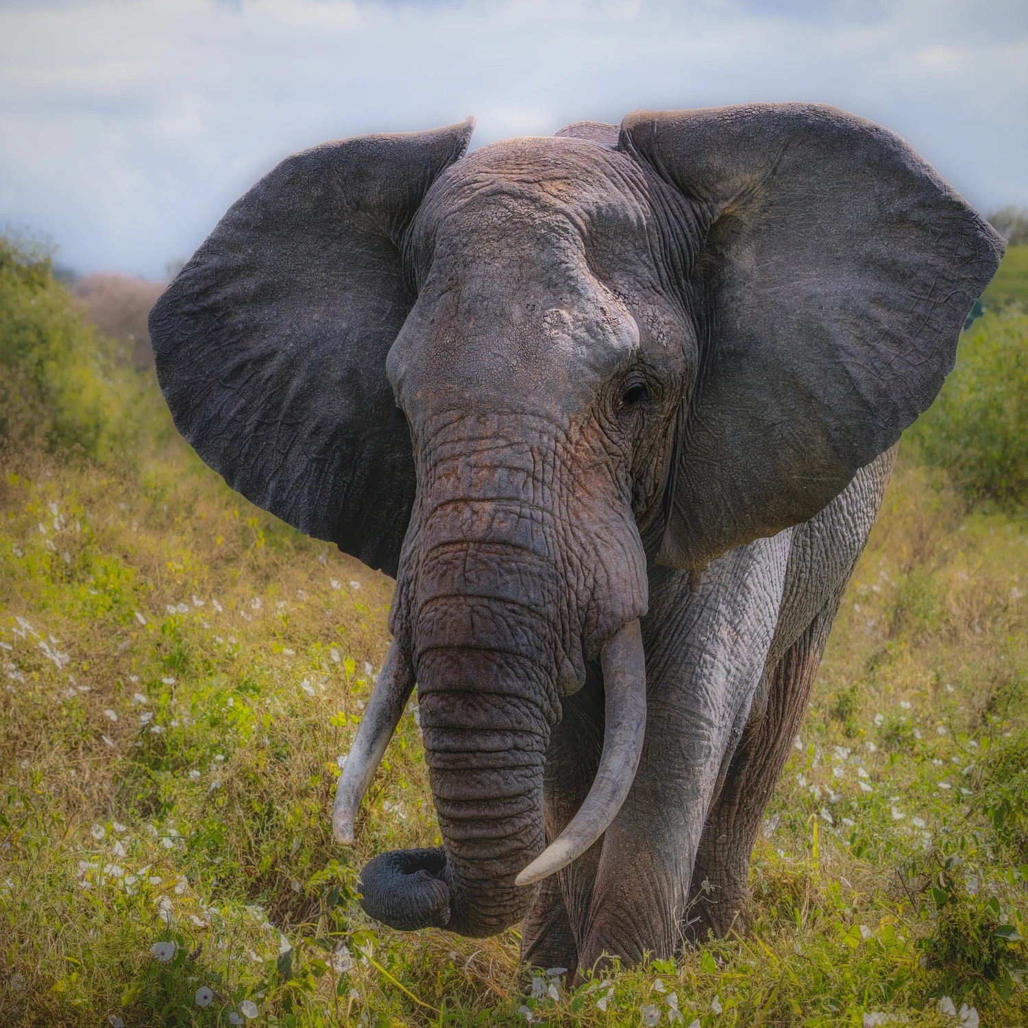 afrykańskie równiny