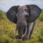 afrykańskie równiny