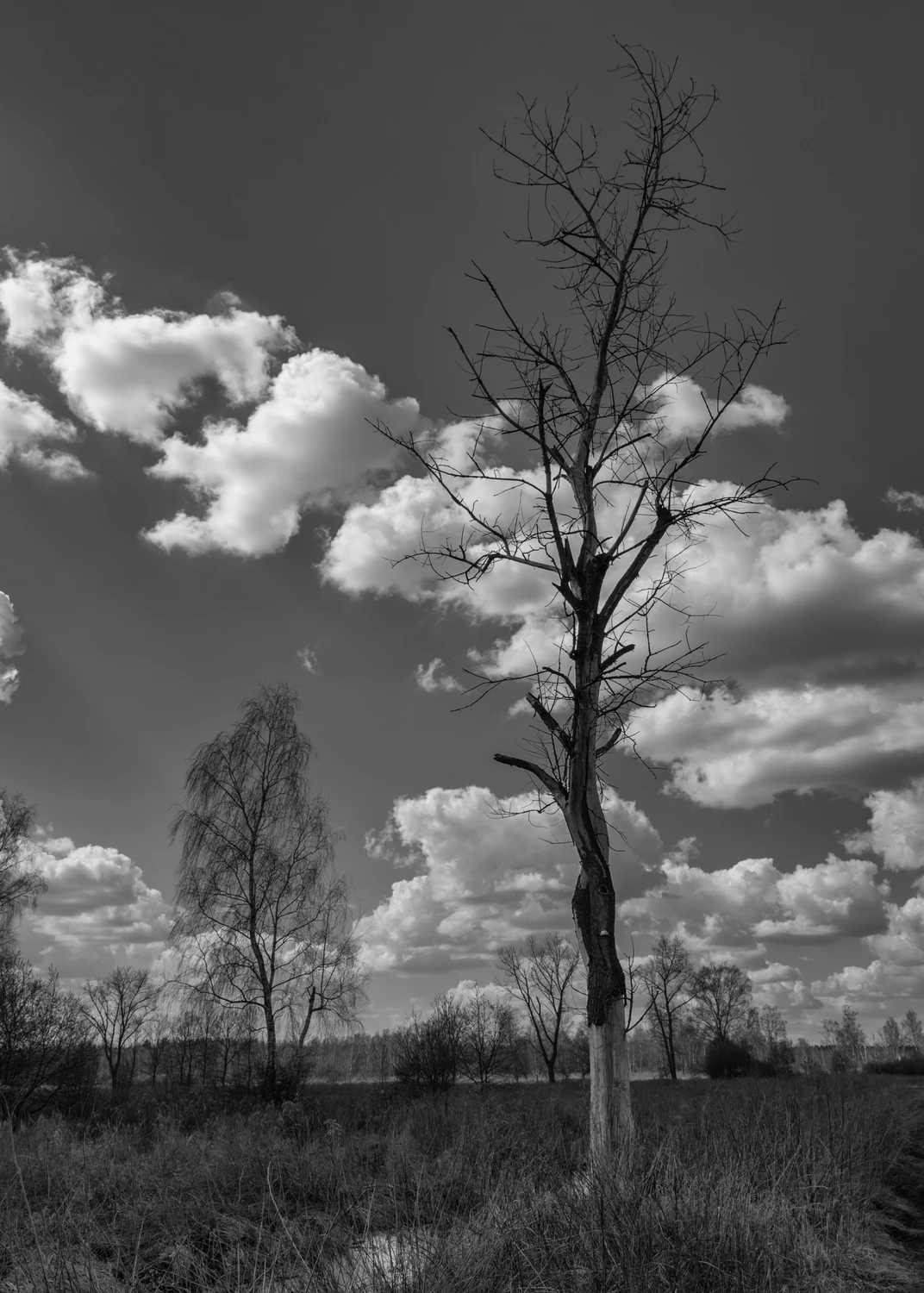 Natura w b&w