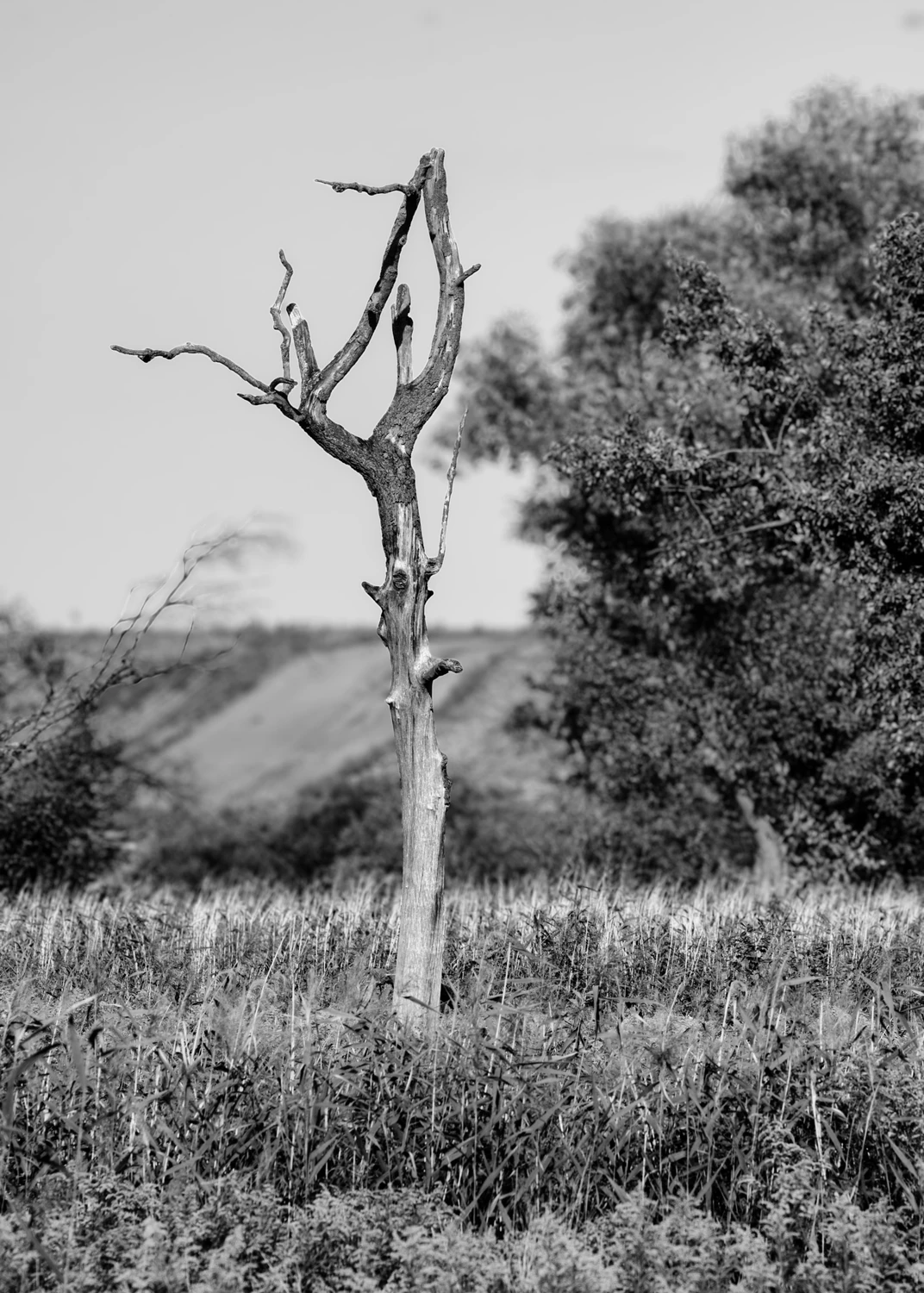 natura