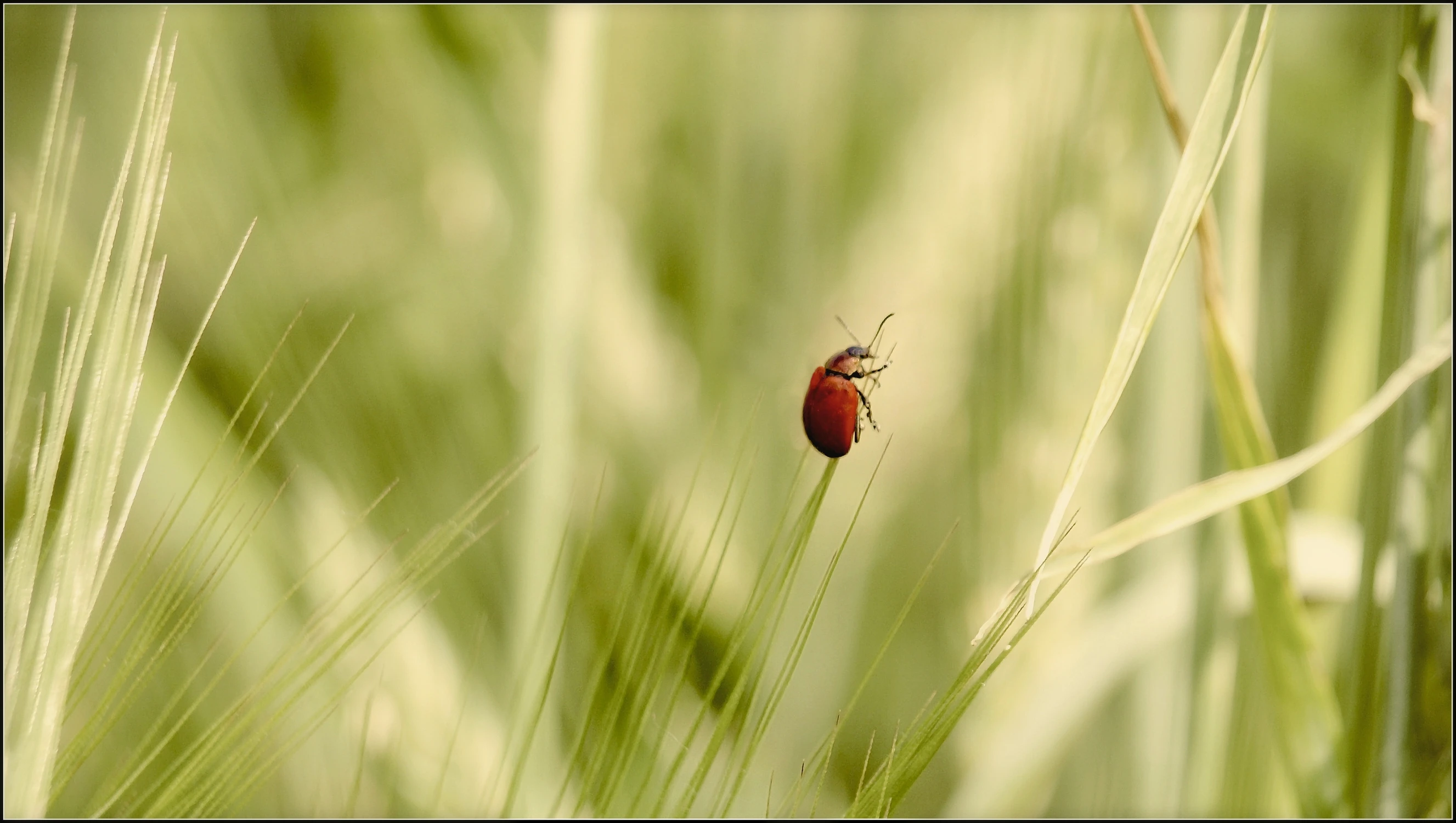 on the top of - cz.2