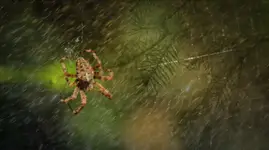 przed burzą bywa cicho