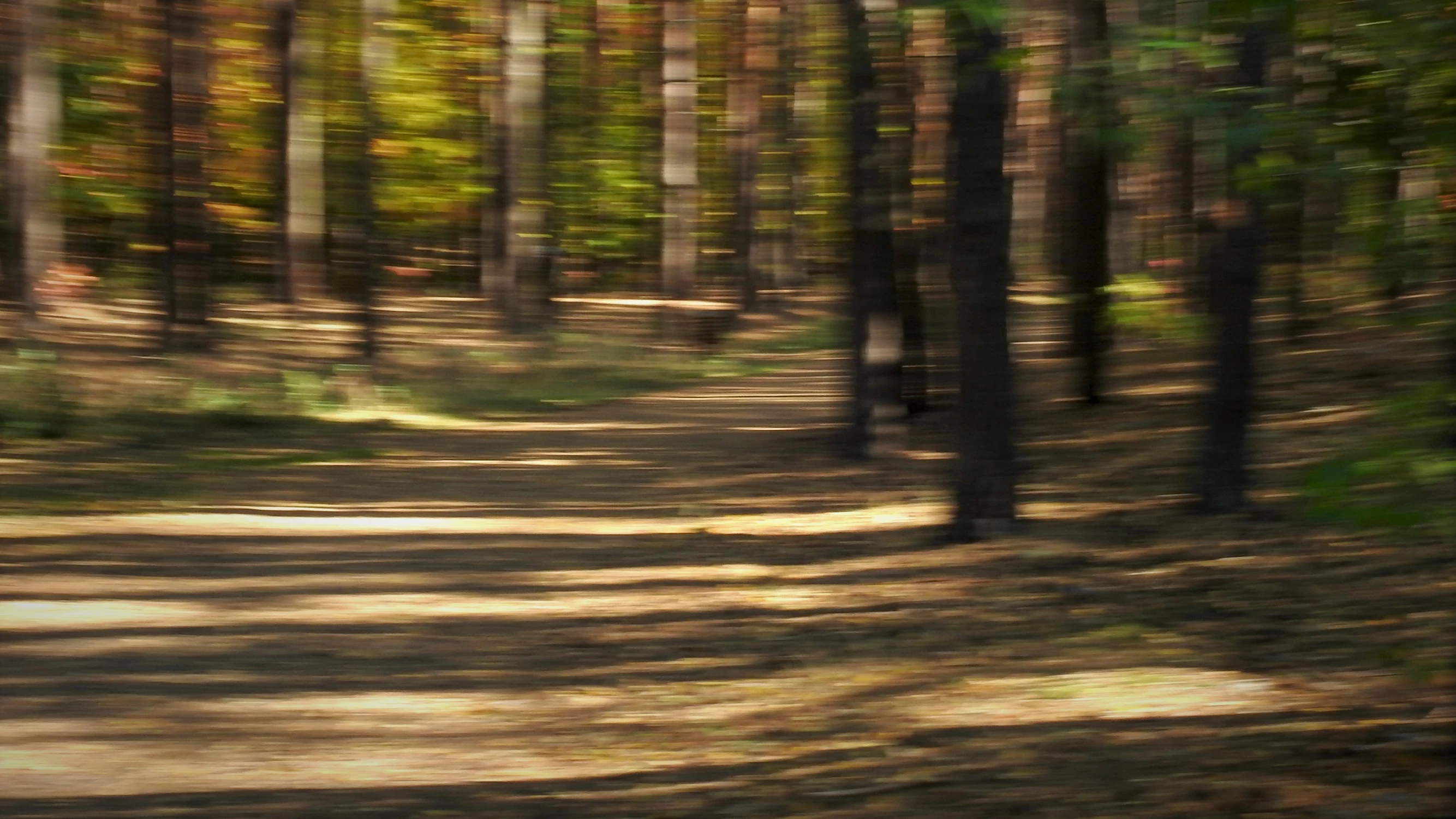 ... from imagination forest 