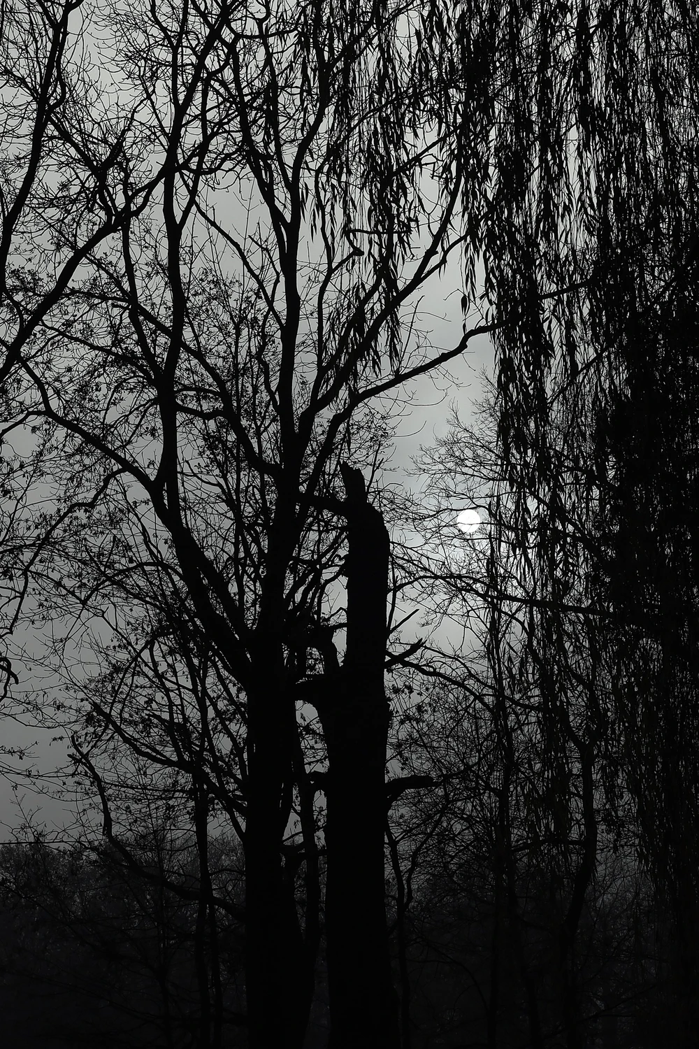 nocny splin