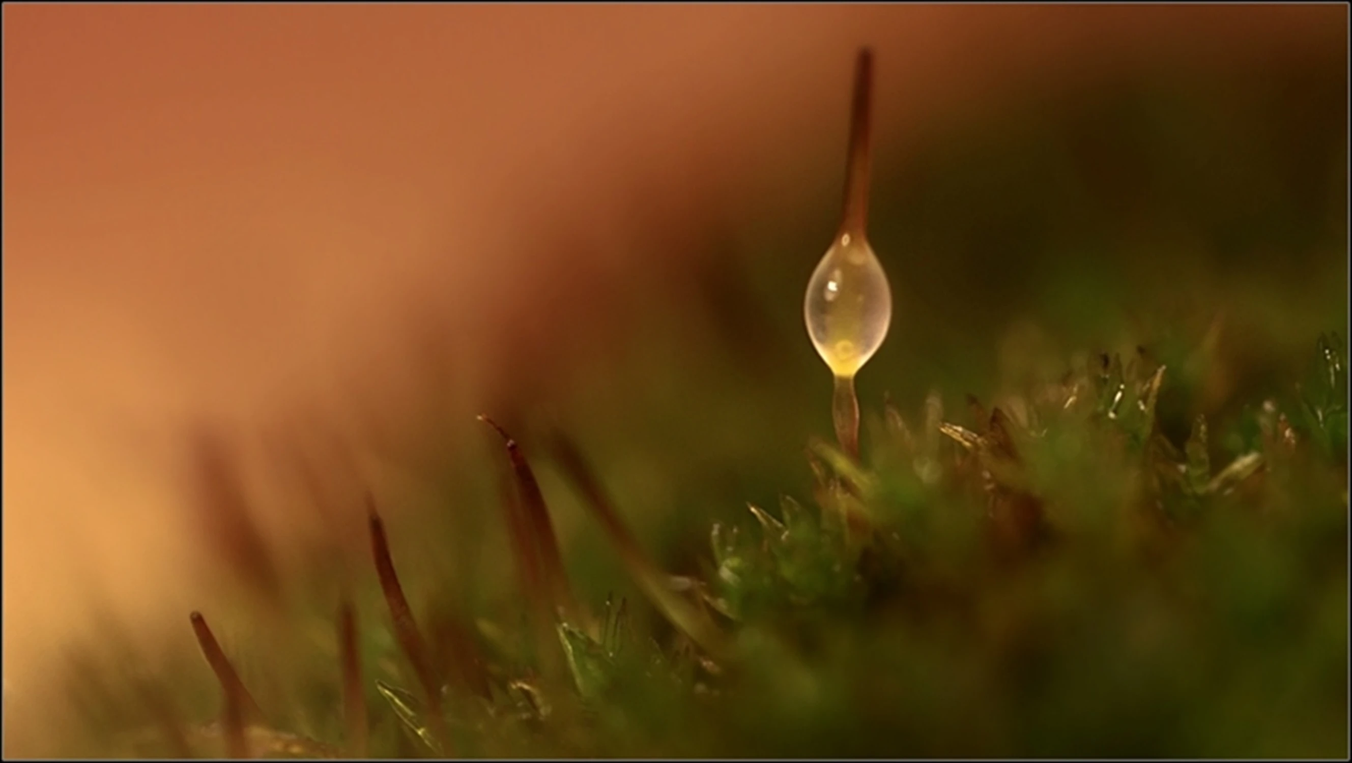 co w trawie... świeci