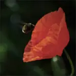 Lecę
