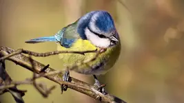 ... a to jest ptaszek.