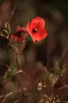 *****