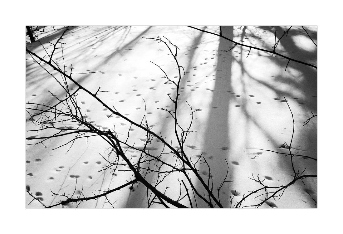 oPhelia