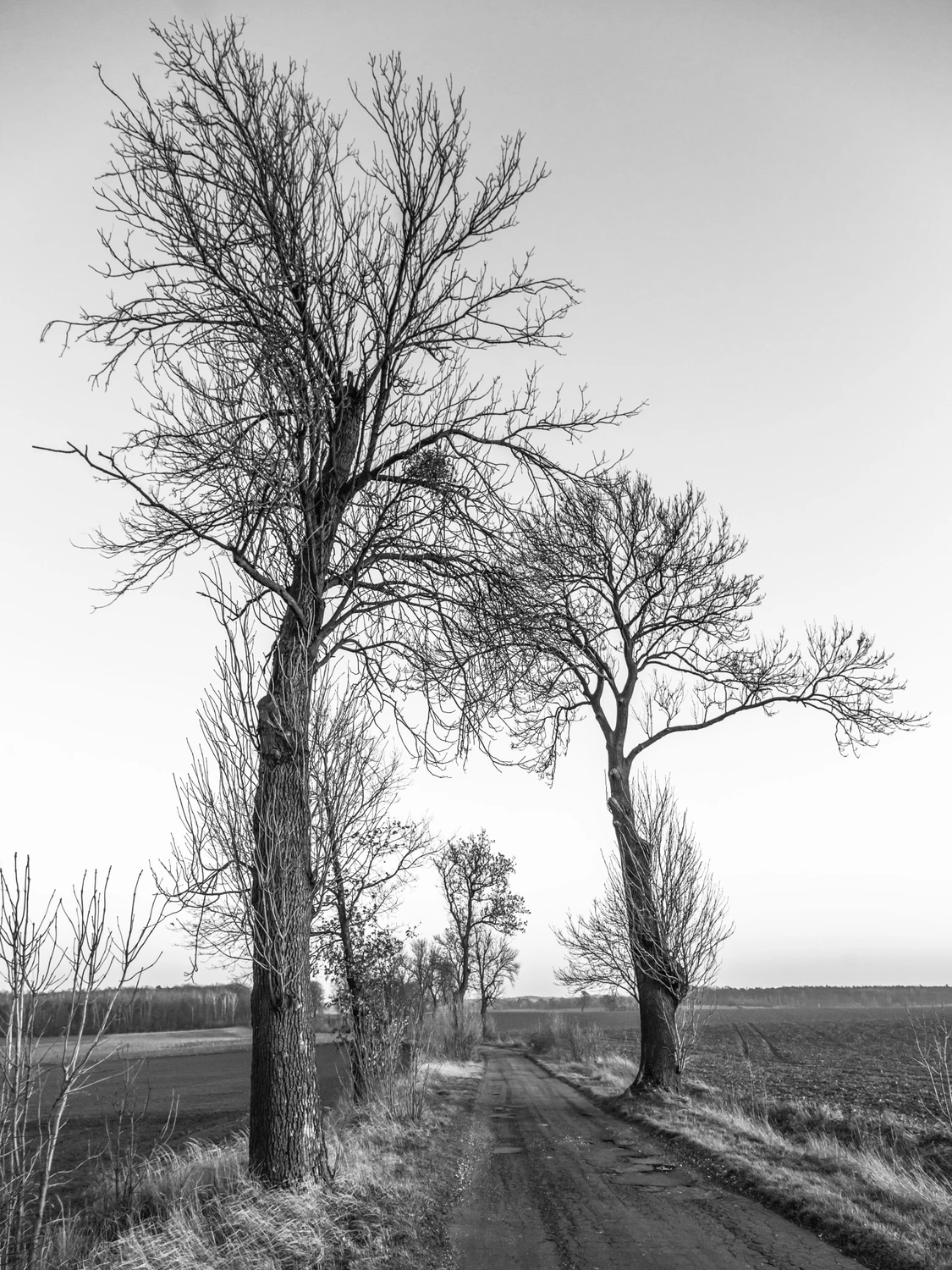 II