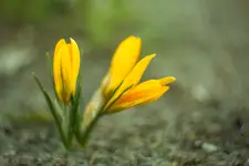 Krokusy