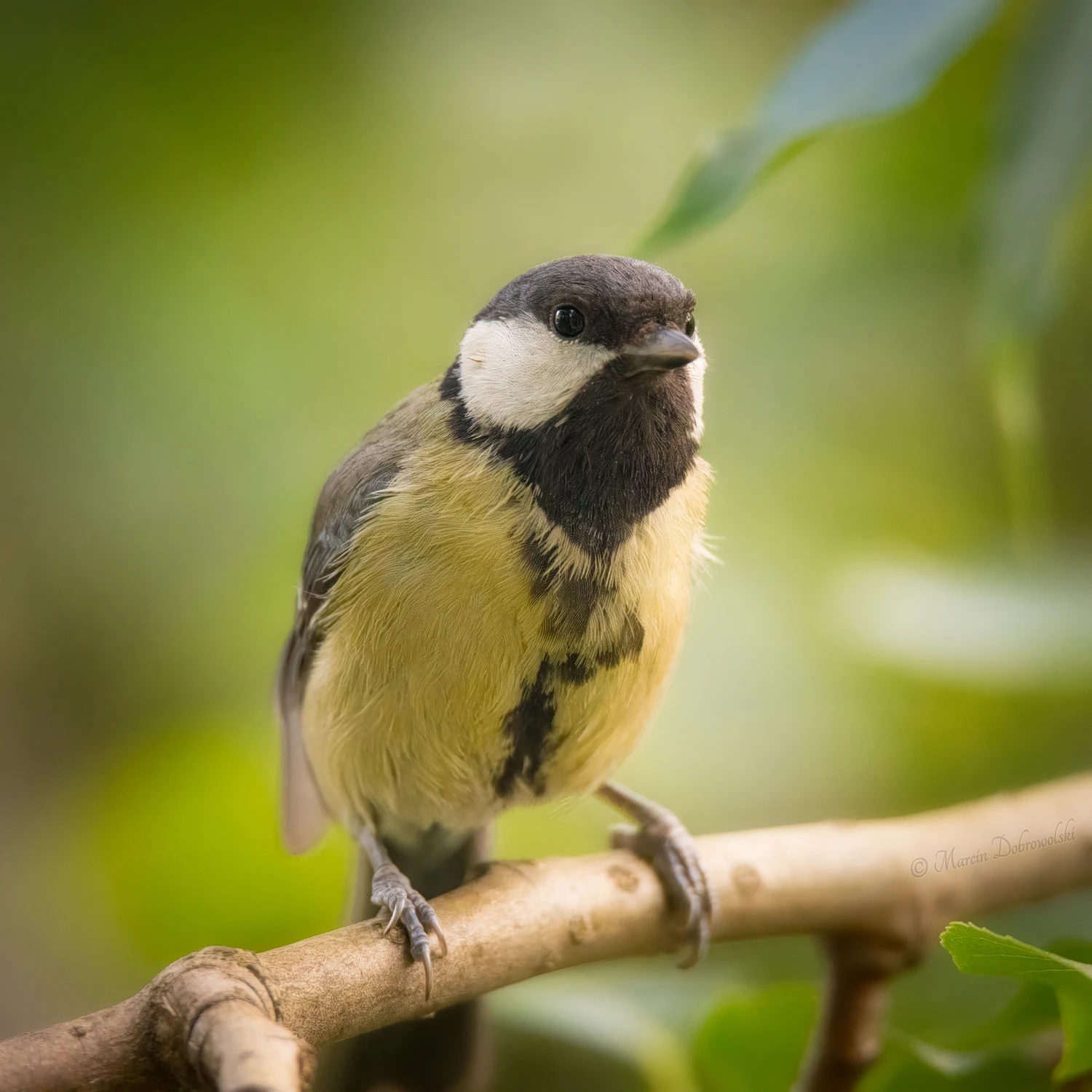 Great tit