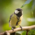 Great tit