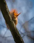 Psotnica