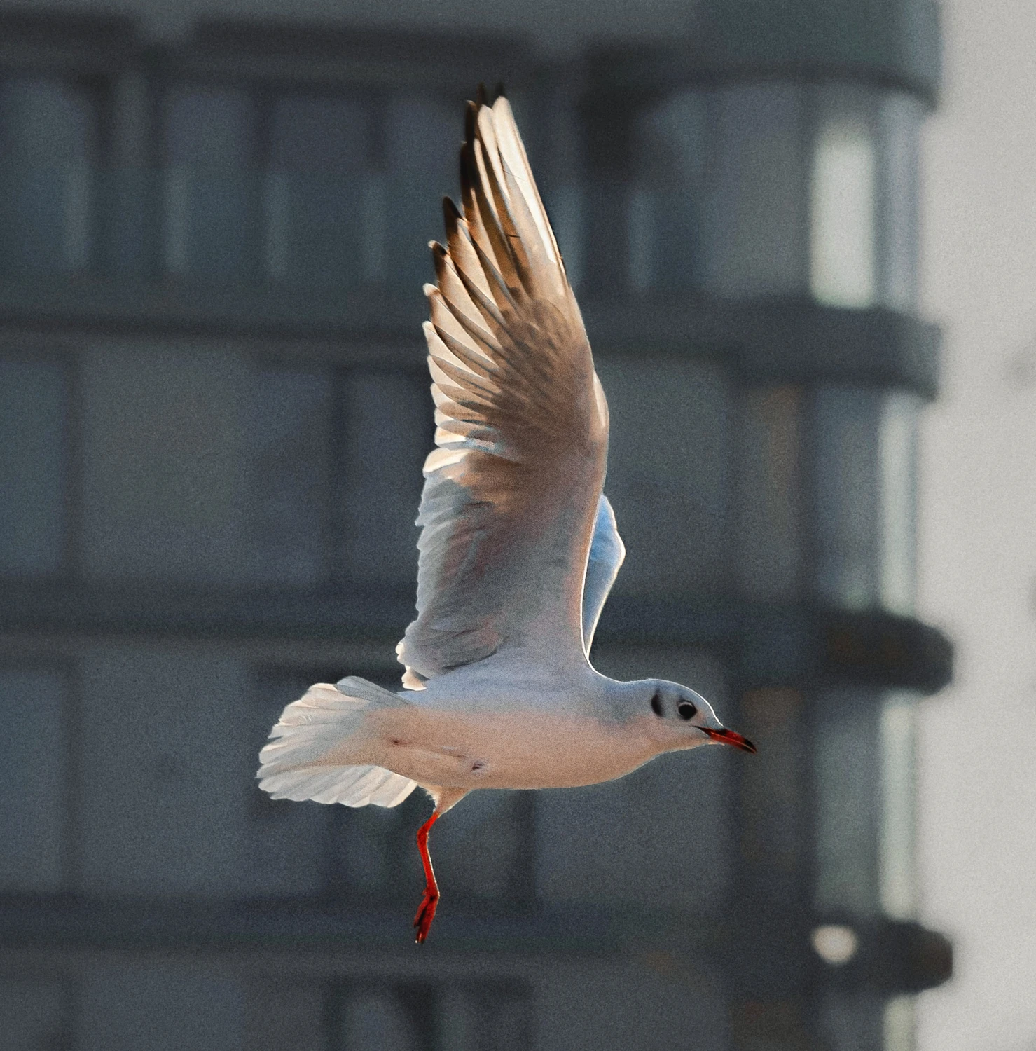 jednonogi na polowaniu