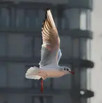 jednonogi na polowaniu