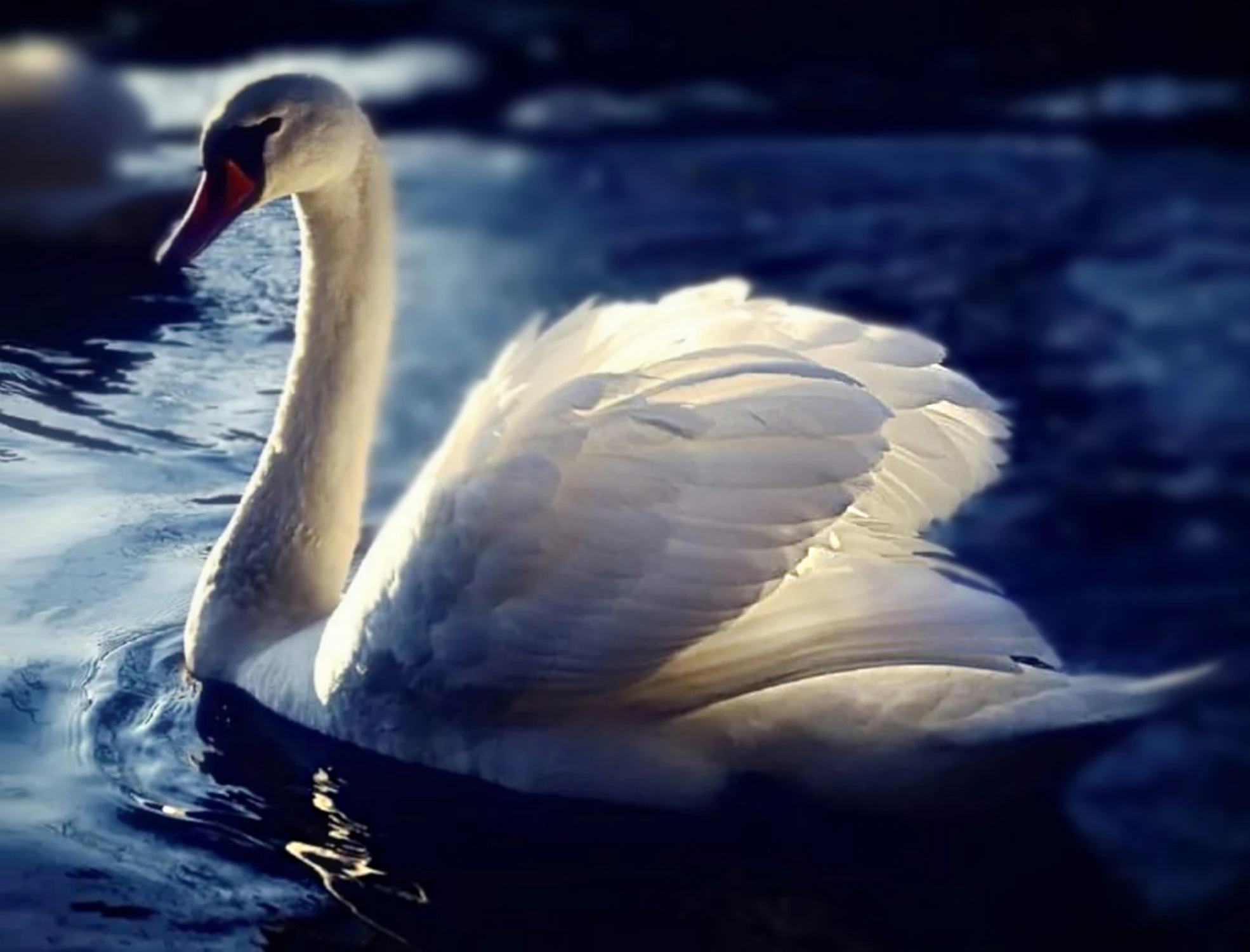 swan