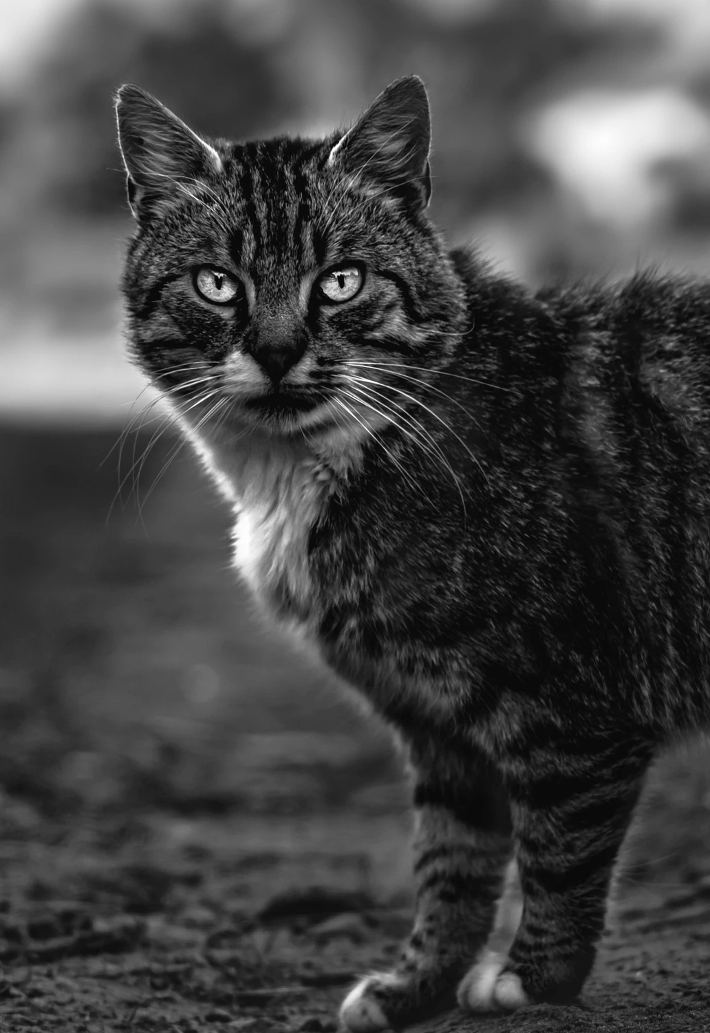 el gato