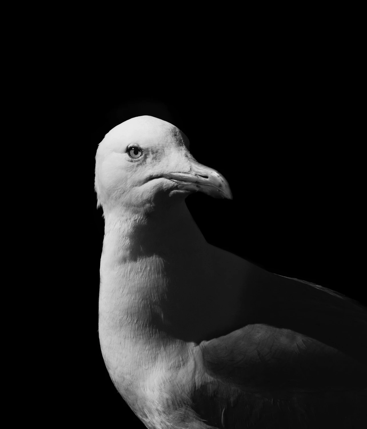 did you take a photo of me ?