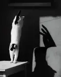 hop